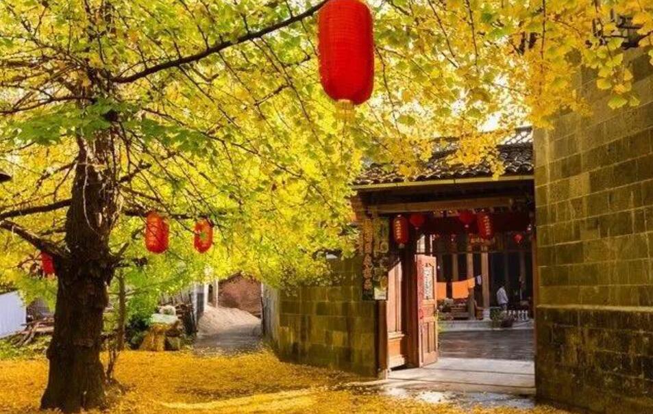 秋天的小院作文700字