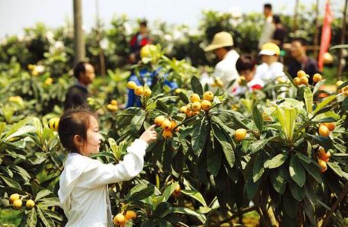 摘枇杷作文400字