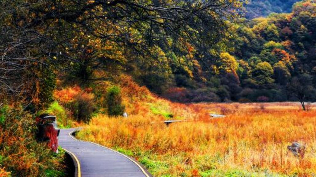 描写秋天的作文三年级300字