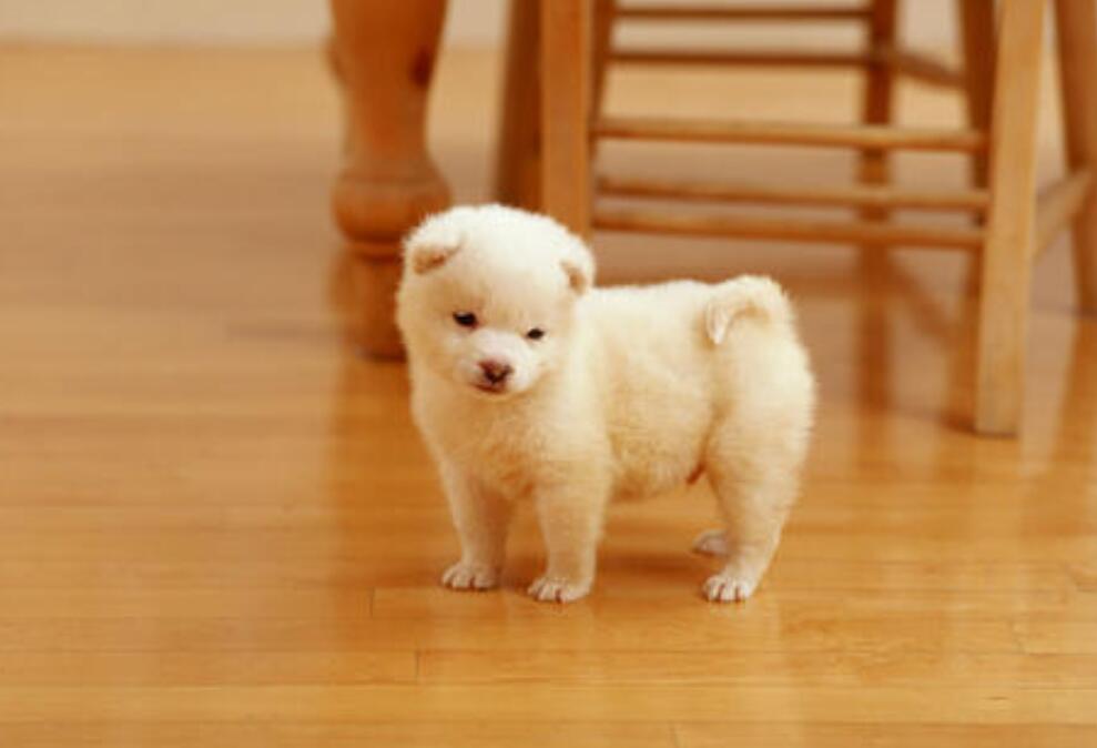 我家的小狗作文300字三年级