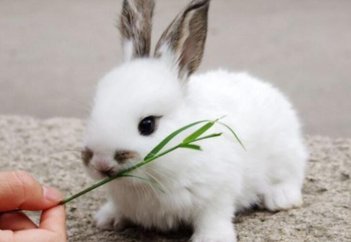 我家的小白兔作文350字