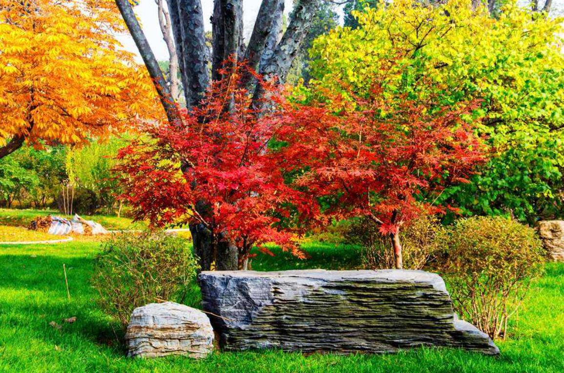 三年级秋天来了300字作文