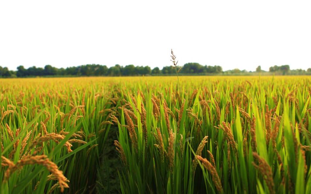 秋天的稻田作文700字
