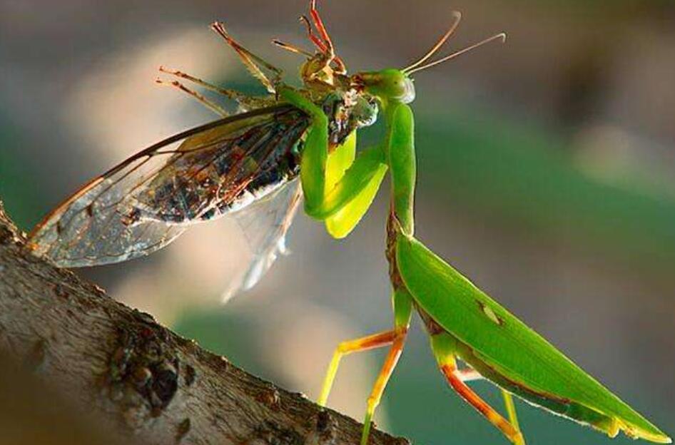 小动物螳螂作文700字