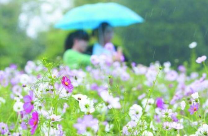 在小雨中散步赏花的感觉.jpg