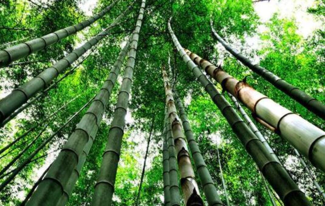 竹子礼赞作文800字