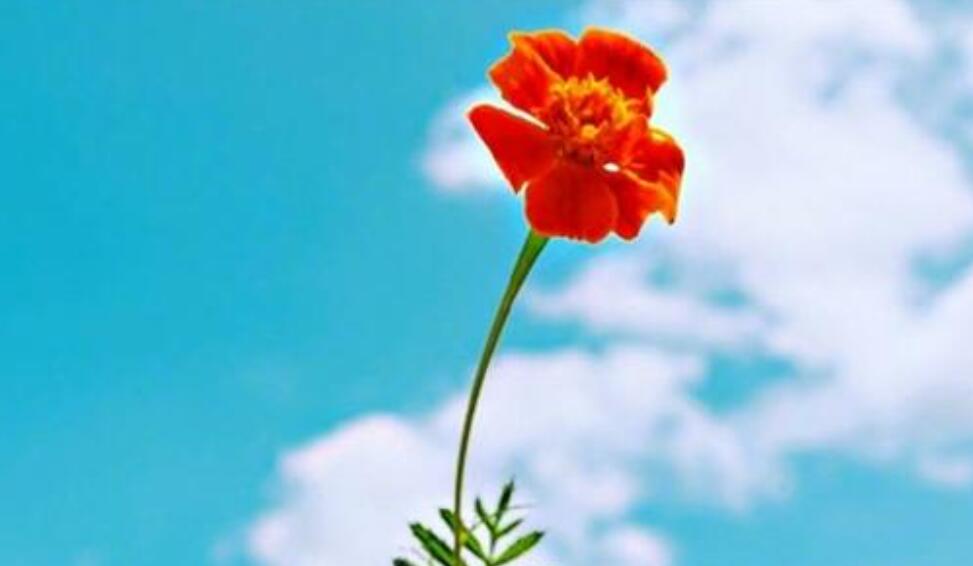 恰好作文800字叙事