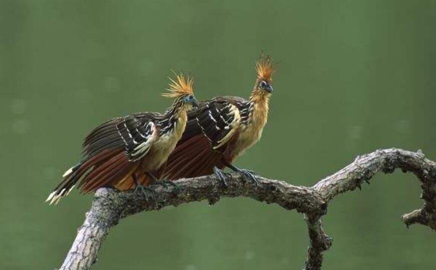 三年级编写一个童话故事200字