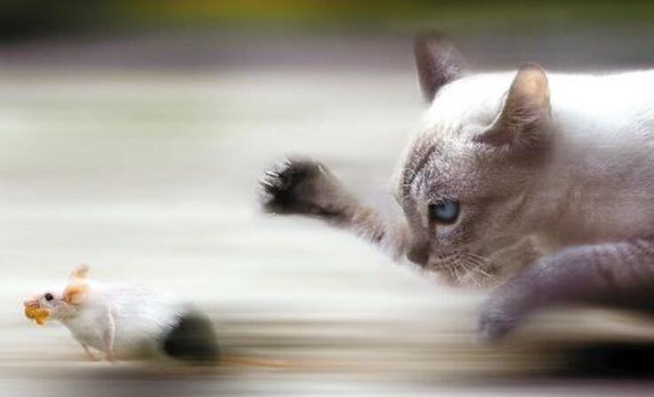 三年级编写一个童话故事200字300字