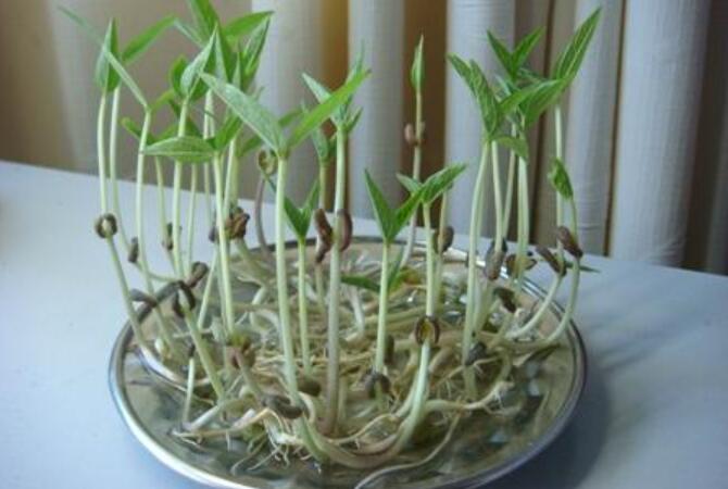 观察日记作文200字植物