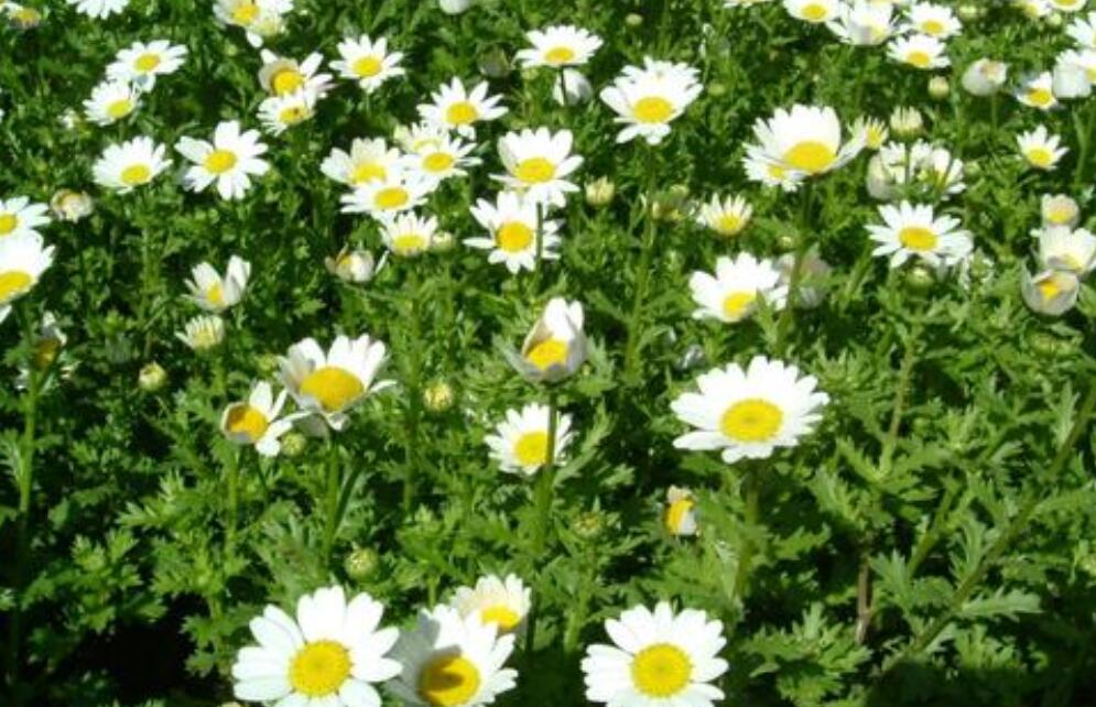 观察日记作文400字四年级