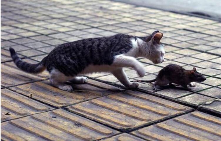 原来是小猫咪呀，它正在练习捉老鼠呢.jpg
