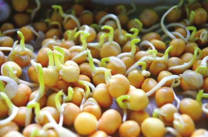 种黄豆了.jpg 种黄豆了.jpg