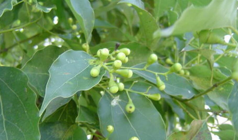 樟树.jpg 樟树.jpg