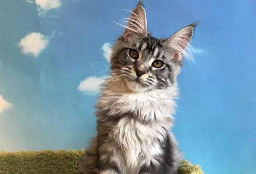 四年级作文生活万花筒700字