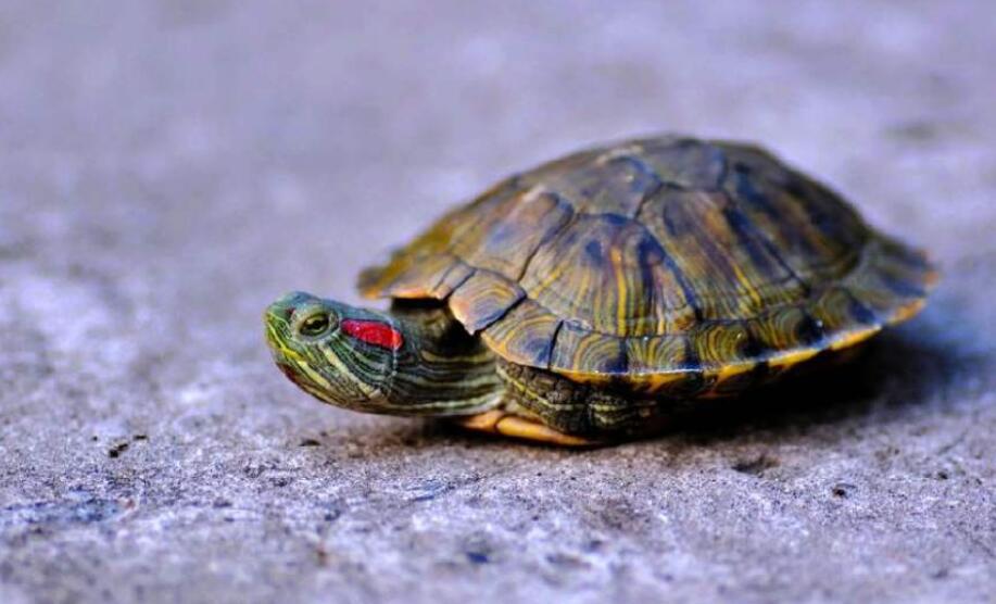 生活万花筒作文800字