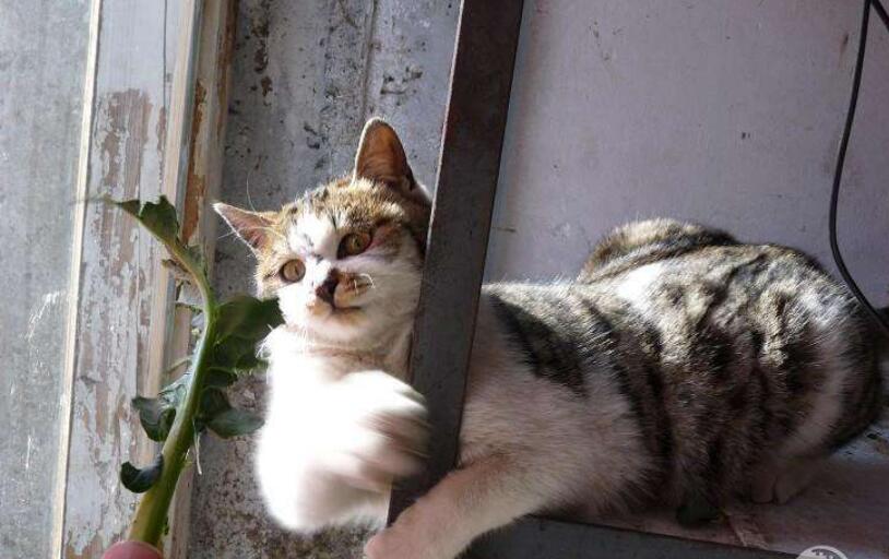 逗猫记作文600字六年级