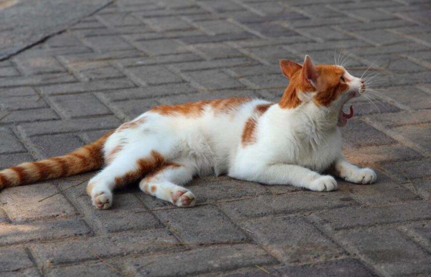 再见小猫作文600字