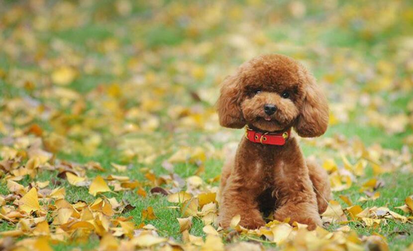 记忆中的芬芳作文700字