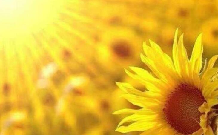 生活中处处有温暖作文700字