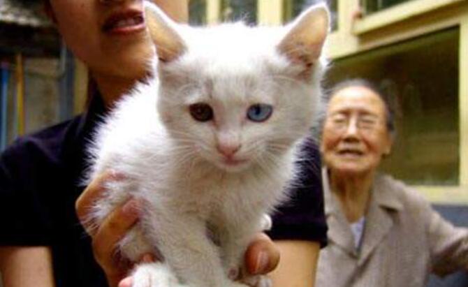 奶奶家的小猫作文600字