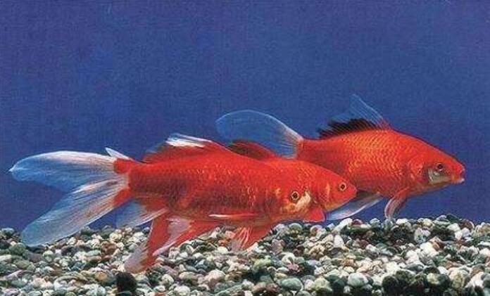 想起这件事我就什么作文400字