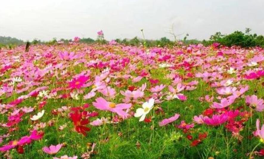 三年级童话故事作文600字