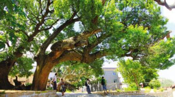 写树的作文300字三年级