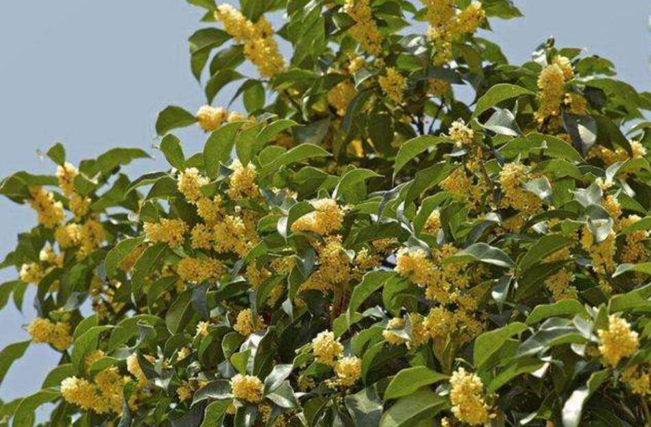 写树的作文200字3篇