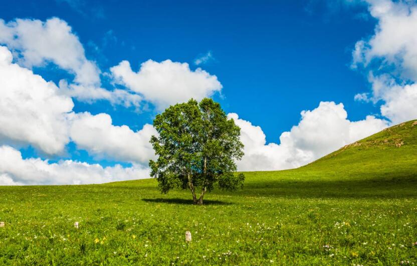 写树的作文250字3篇