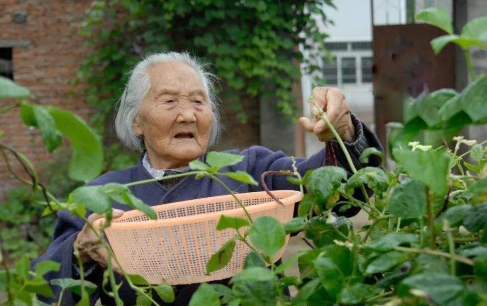 闲不住的奶奶作文500字六年级上册