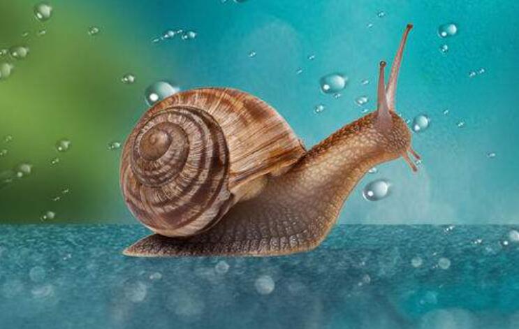 蜗牛的秘密作文450字