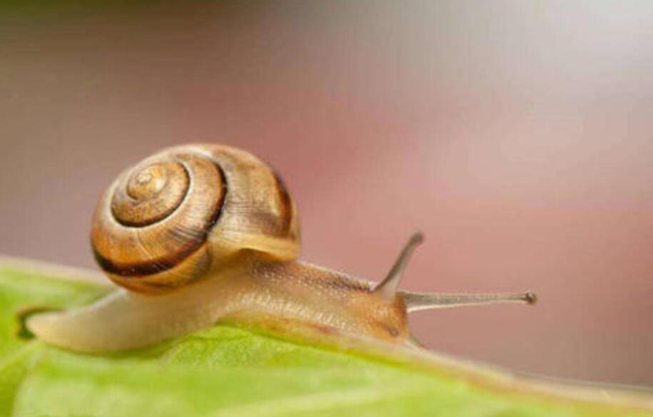 我发现了蜗牛的秘密作文350字2篇