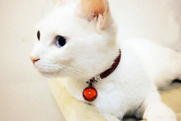 麻雀仿写作文400字