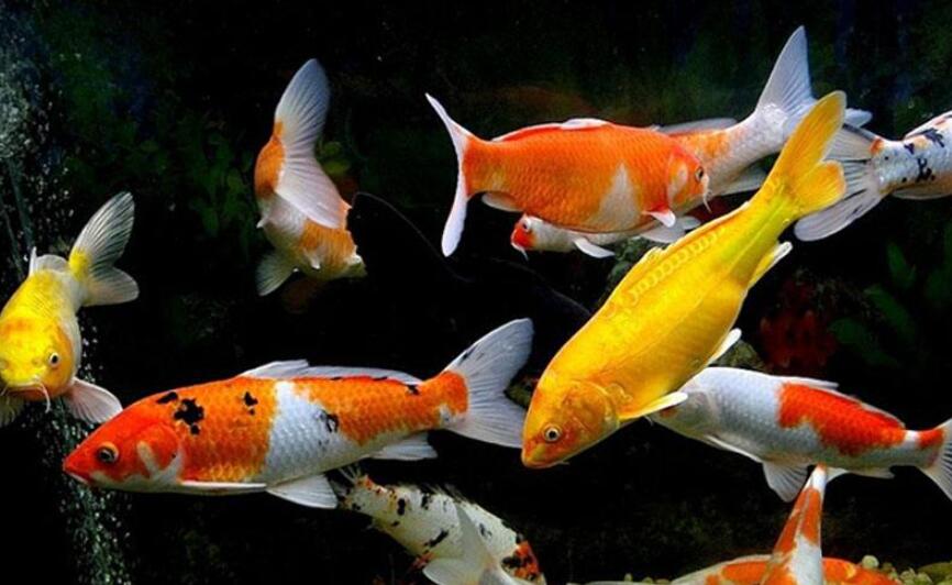 麻雀仿写作文300字