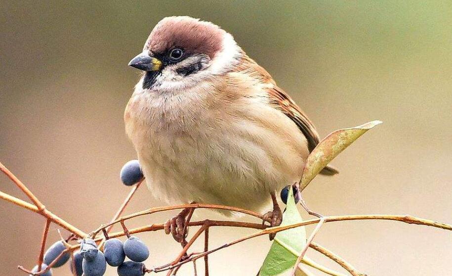 麻雀仿写作文300字