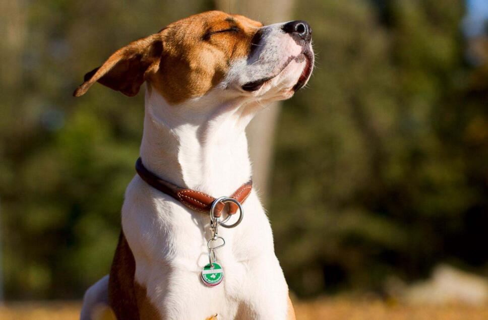 写狗的作文500字五年级