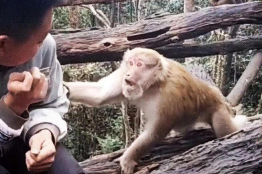 喂猴子吃东西.jpg