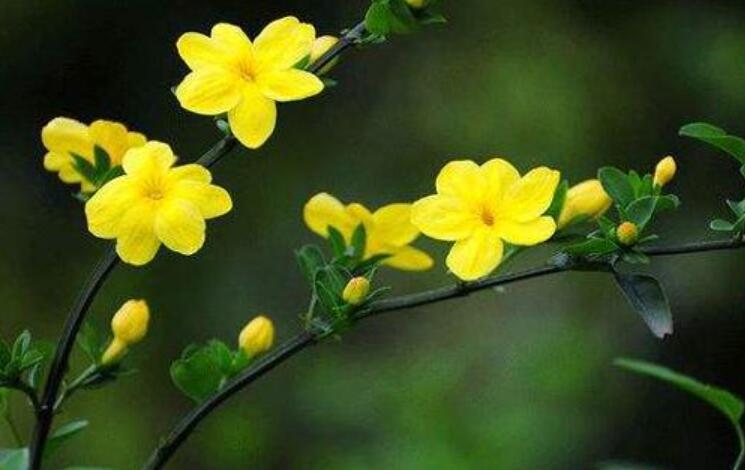 迎春花.jpg 迎春花.jpg