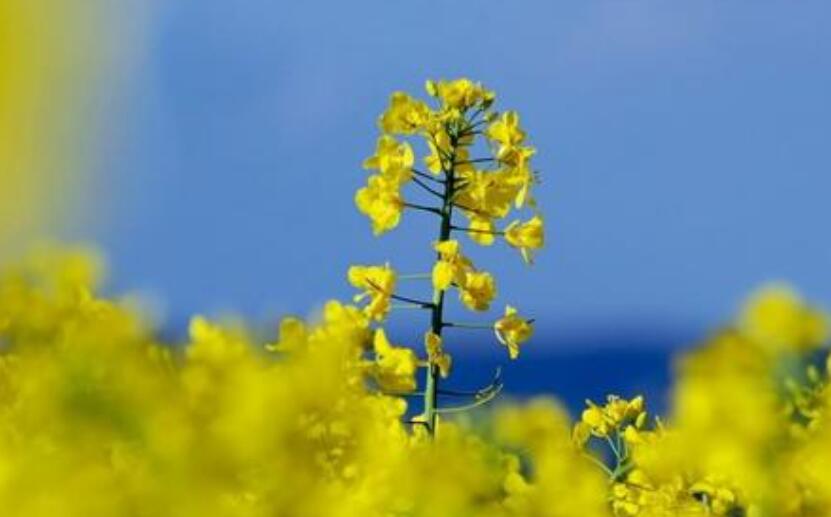 彩色的春天.jpg 彩色的春天.jpg