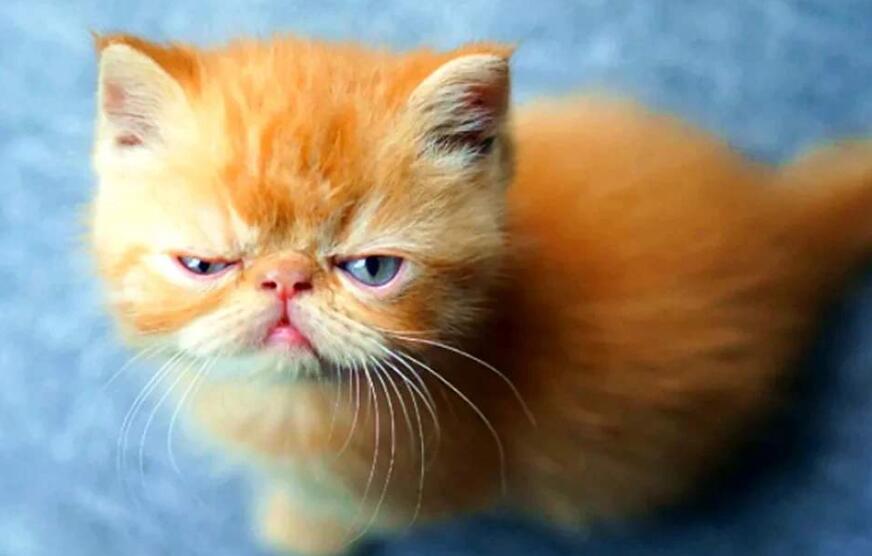 小猫饿了.jpg 小猫饿了.jpg