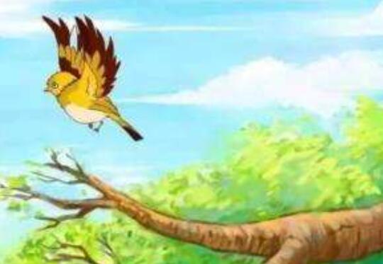 小鸟贝贝学飞.jpg 小鸟贝贝学飞.jpg