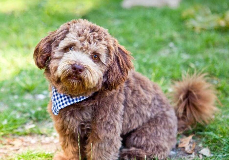 我家有趣的小狗.jpg 我家有趣的小狗.jpg