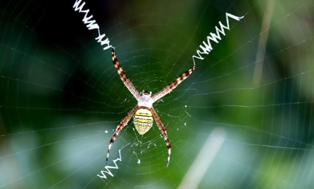 有趣味的小蜘蛛.jpg 有趣味的小蜘蛛.jpg