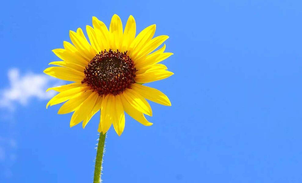 为阳光着色.jpg 为阳光着色.jpg