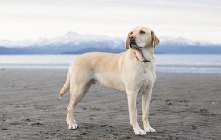 拉布拉多.jpg