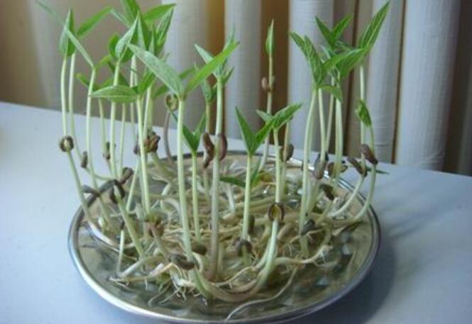 泡豆芽观察日记.jpg 泡豆芽观察日记.jpg