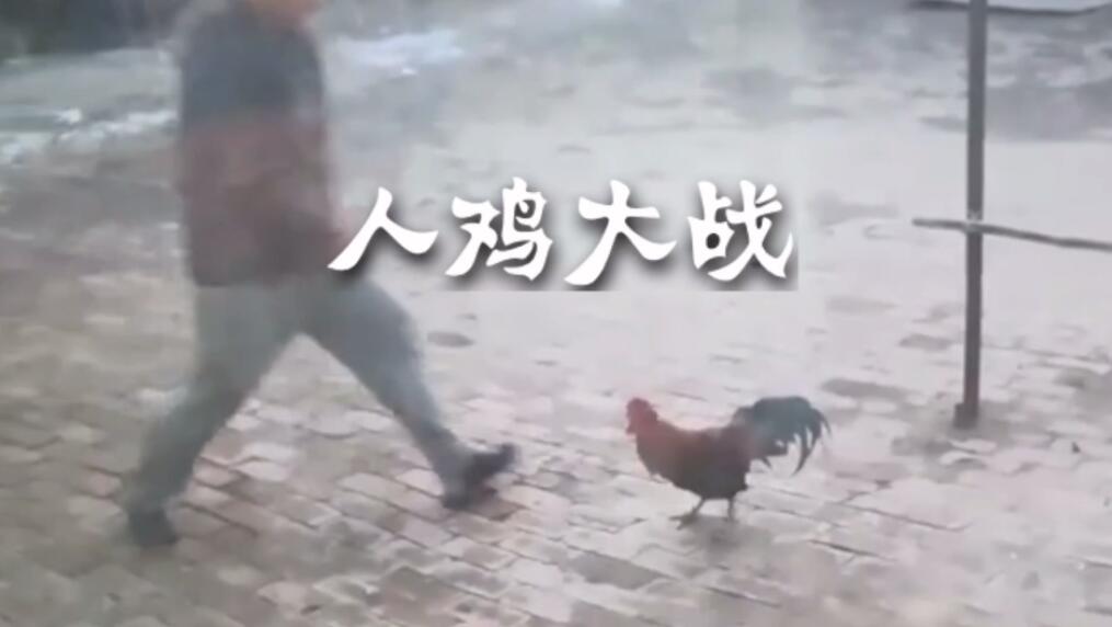 人鸡大战.jpg