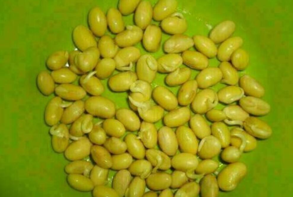 泡豌豆观察日记.jpg 泡豌豆观察日记.jpg