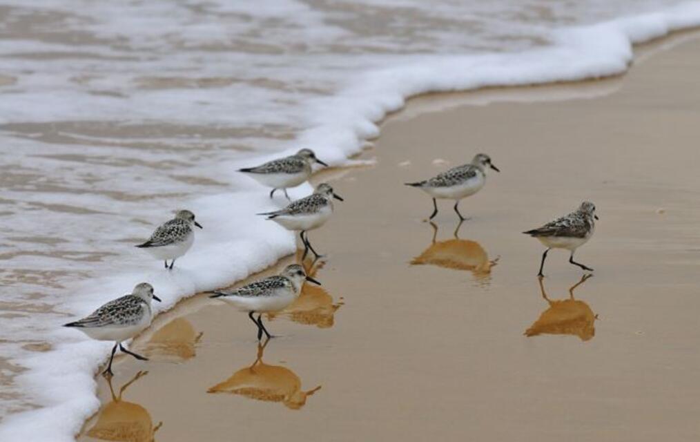 海鸟小练笔.jpg 海鸟小练笔.jpg